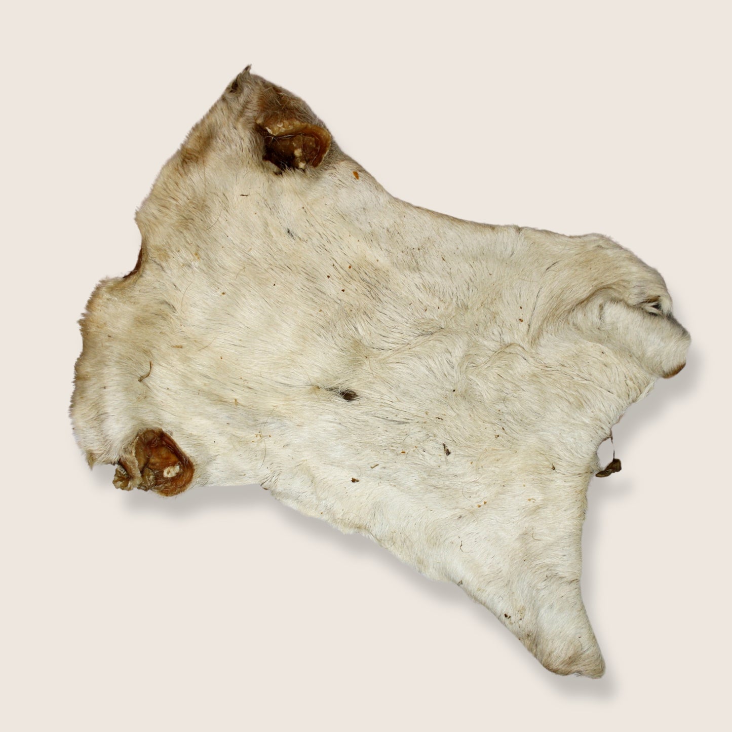 Plaque de bœuf avec poils