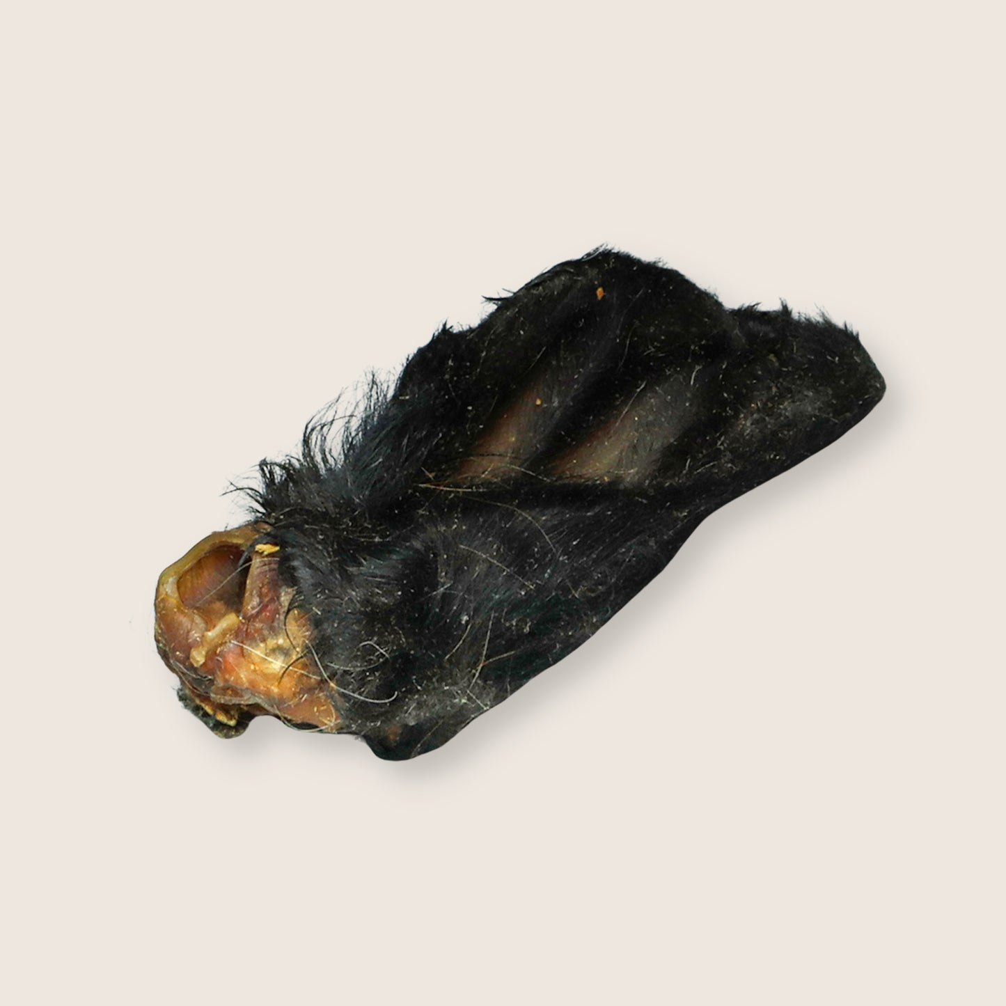 Oreilles de buffle avec poils