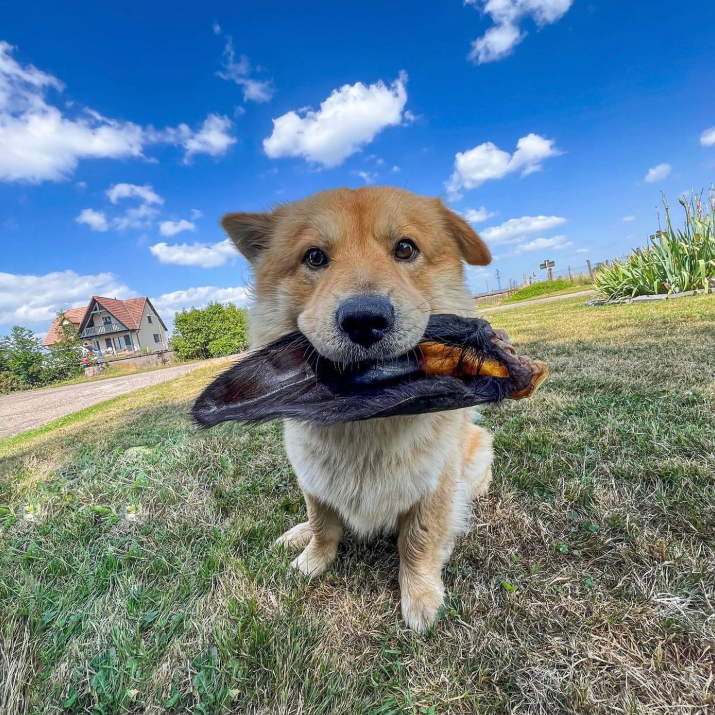 Oreilles de veau avec poils