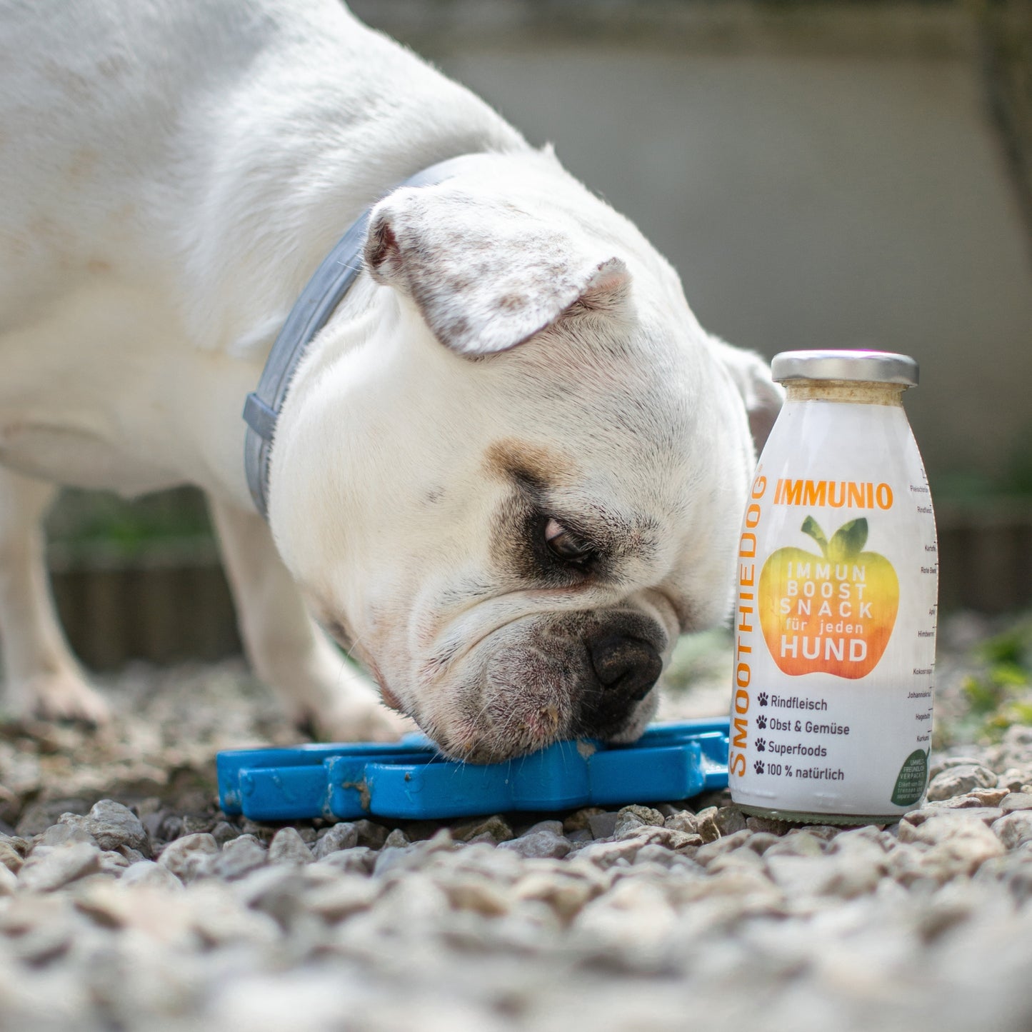 Gamelle d'enrichissement anti glouton - Mandala