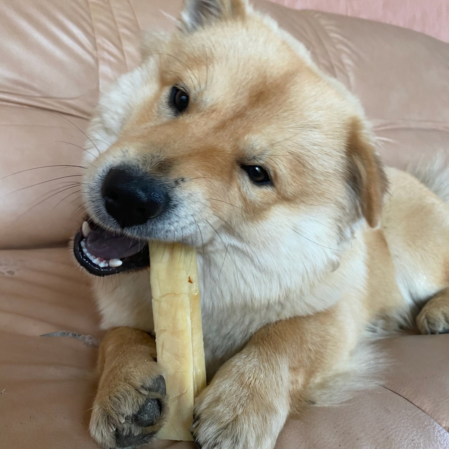 Fromage à mâcher - Cheese bone