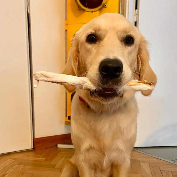 Oreilles de lapin avec poils