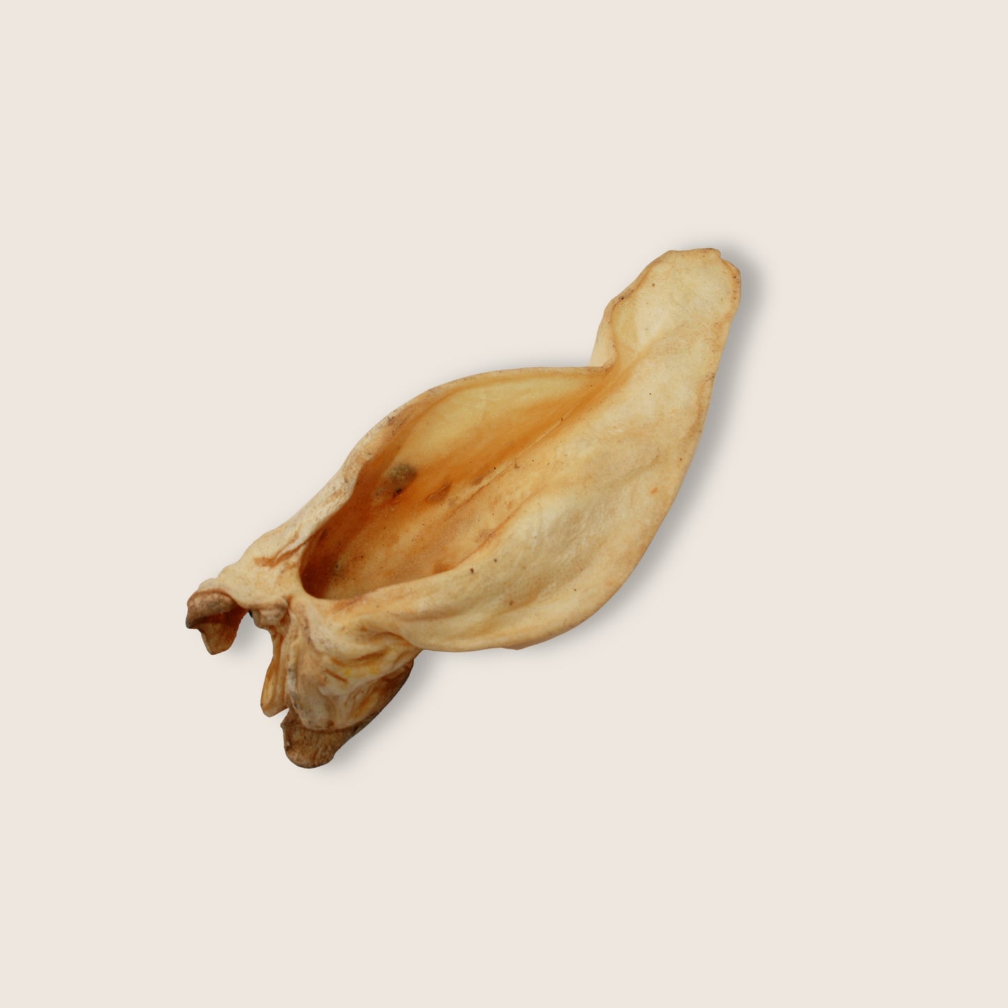 Oreilles de bœuf