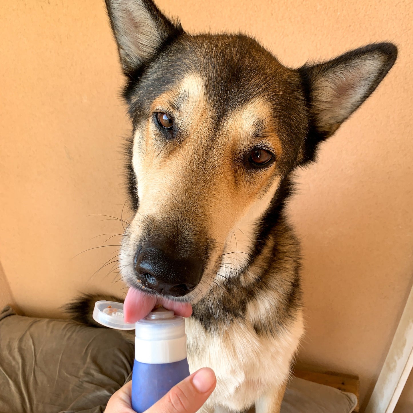 Poochbutter Pal - distributeur rechargeable