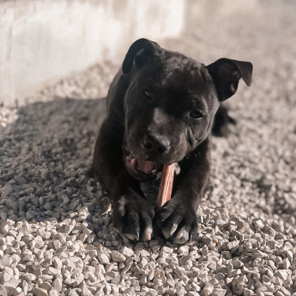 Nerf de boeuf (12cm)