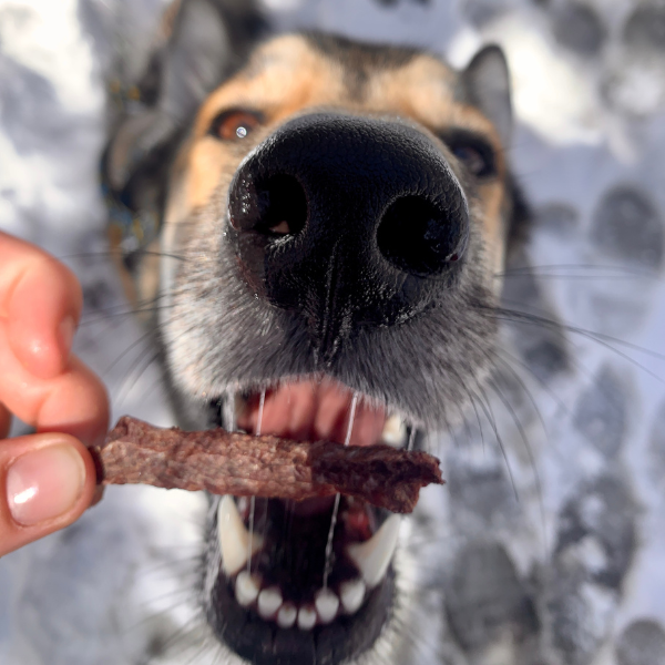 Cerf séché - Hypoallergénique