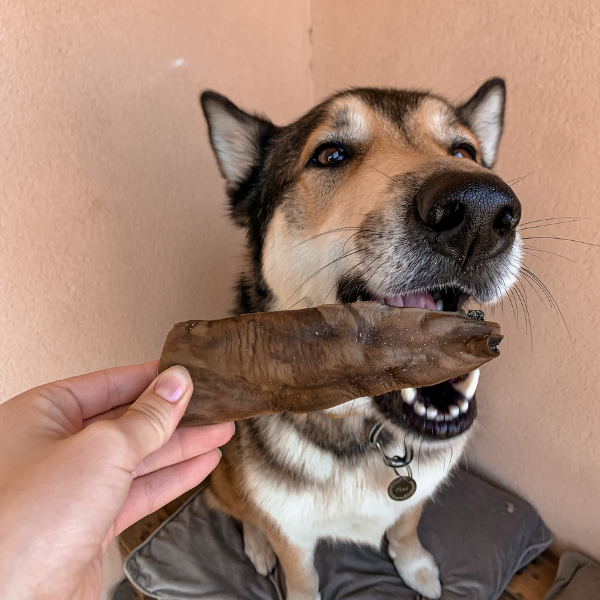 Cuir chevelu de chameau - friandise pour chiens hypoallergénique